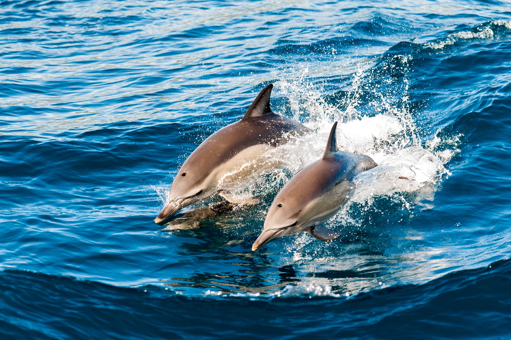 excursiones en sotogrande delfines